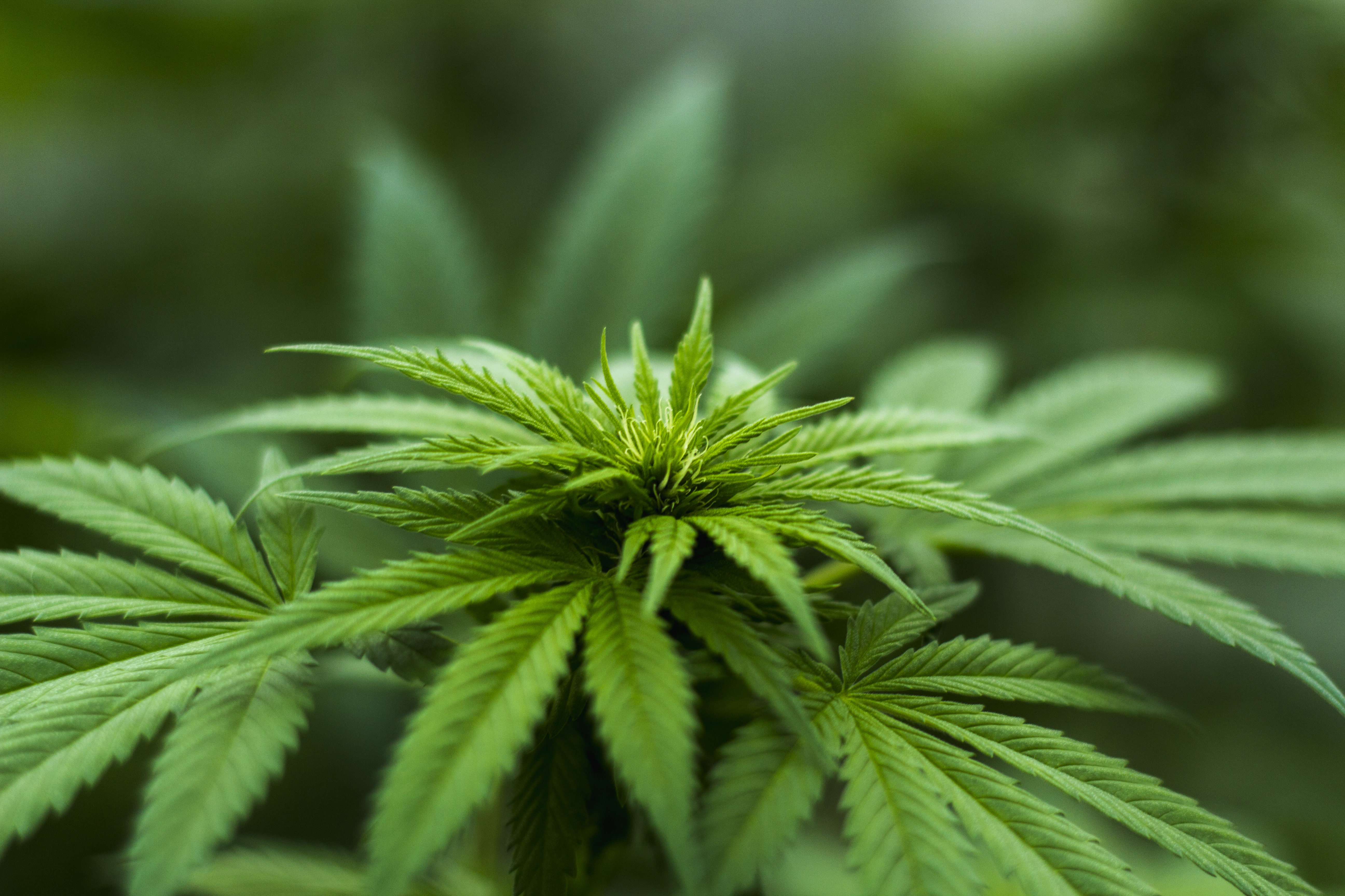 Identifying quality cannabis products العلامة التجارية القنب والتسويق