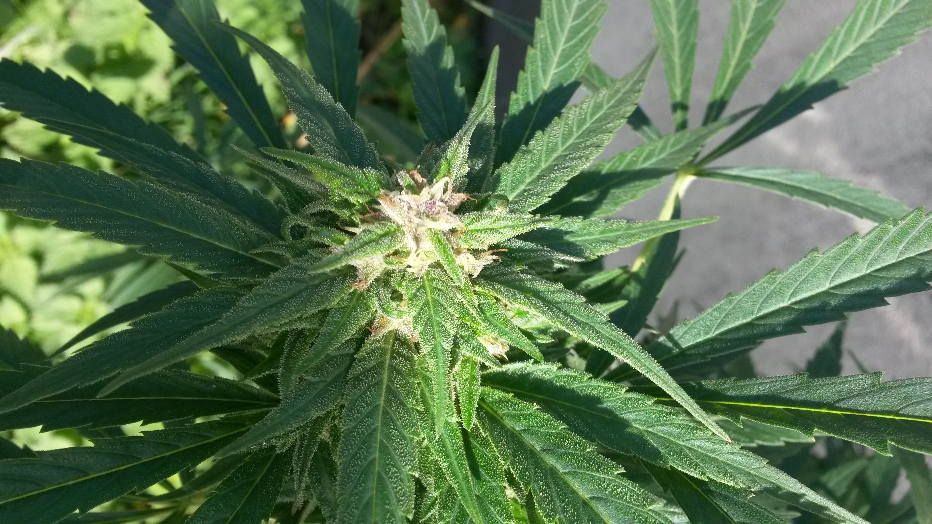 Cannabis freshness packaging عبوات سلالات القنب الغريبة