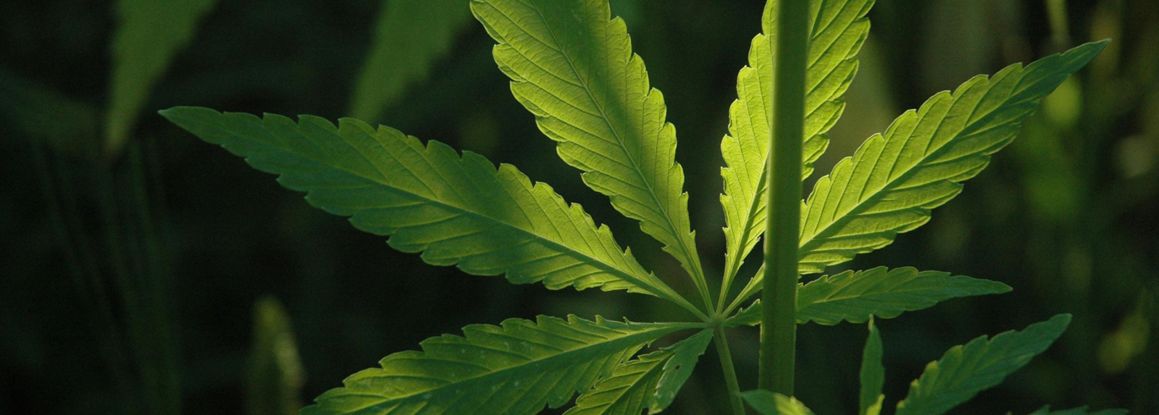 أكياس CBD لامع اللمعان