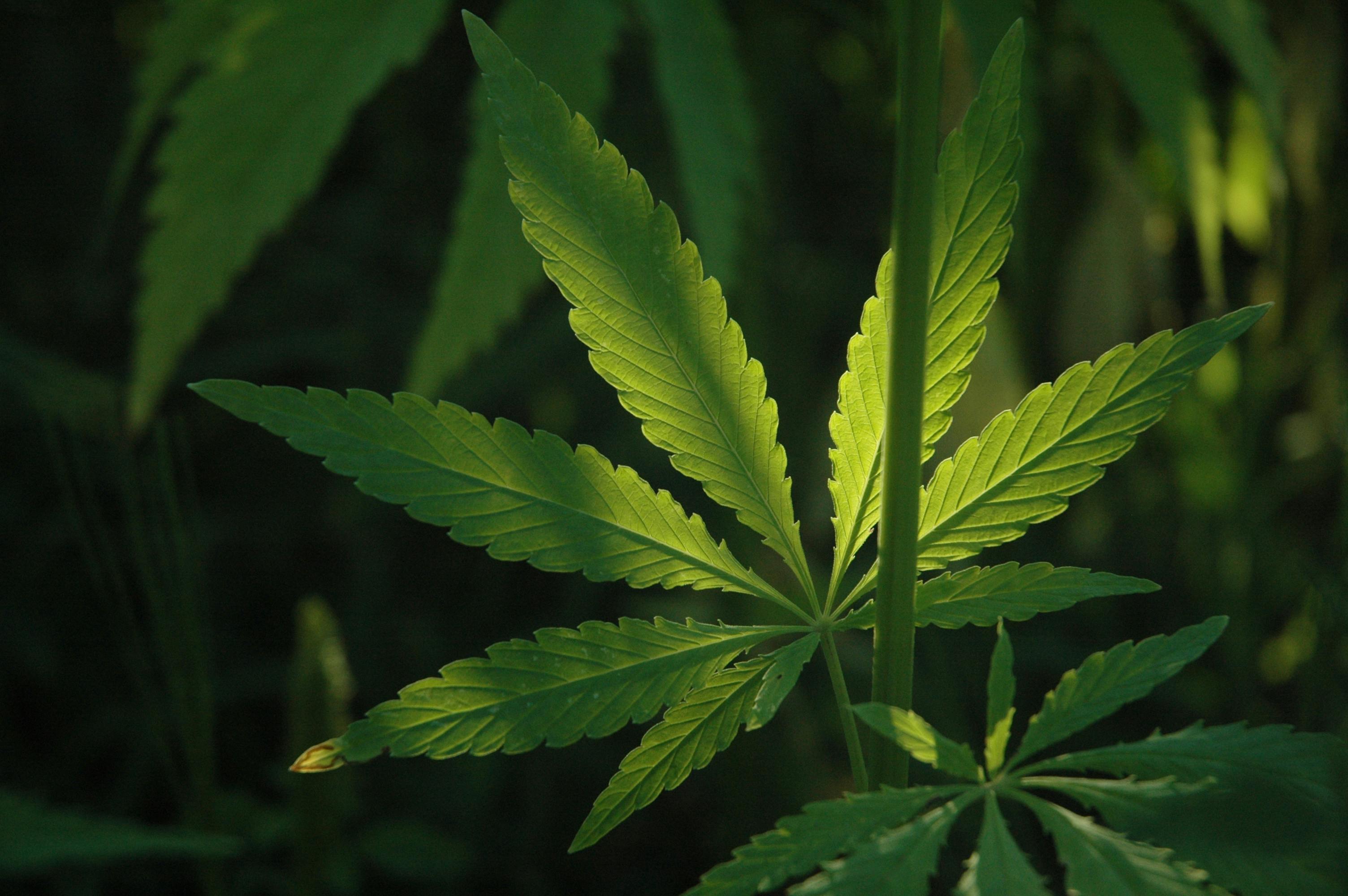 أكياس قفل الغذاء الرمز البريدي